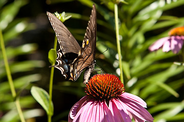 Image showing Eastern Swallowtail Butterfly Pink Coneflower 'Magnus' Echinacea