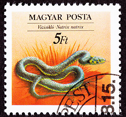 Image showing Canceled Hungarian Postage Stamp Grass Snake Natrix Natrix- Ring