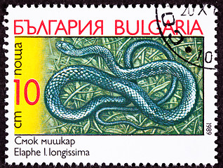 Image showing Canceled Bulgarian Postage Stamp Aesculapian Rat Snake, Elaphe L