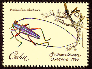 Image showing Canceled Cuban Postage Stamp Iridescent Tree Borer Insect Pinthe
