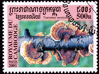 Image showing Canceled Cambodian Postage Stamp Red Turkey Tail Mushroom, Trame
