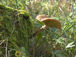 Image showing Armillariella mellea - Honey fungus