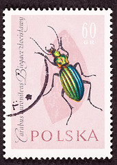 Image showing Stamp Carabus Auronitens Duronitens Green Beetle