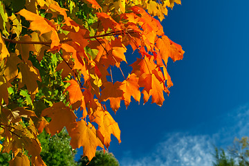 Image showing Orange Red Yellow Maple Leaves Tree Autumn Sky