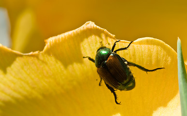 Image showing Japanese Beetle Clinging to Yellow Flower Petal