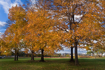 Image showing Yellow Orange Autumn Fall Trees Washington DC