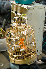 Image showing Orange Birds in Cage Pet Market Shanghai China Maybe Canary