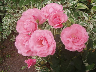 Image showing Pink roses