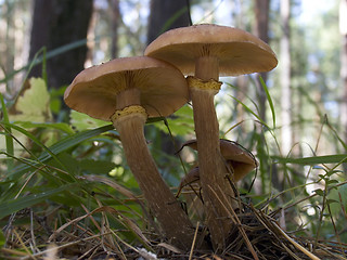 Image showing Armillariella mellea - Honey fungus