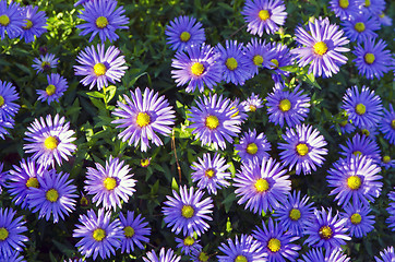 Image showing Background of blooming garden flowers blue yellow.