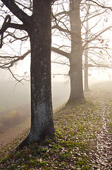 Image showing Linden tree trunks sunk in fog. Autumn trees alley