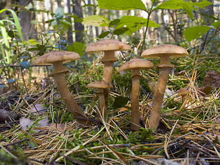 Image showing Armillariella mellea - Honey fungus