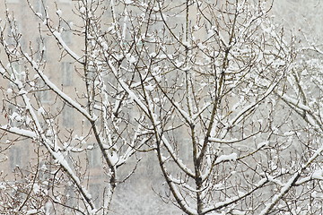 Image showing  winter tree