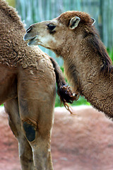 Image showing Two camels against an abstract background