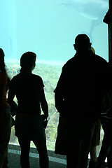 Image showing People watching dolphins in an underwater viewing area