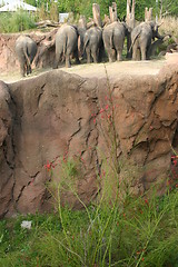 Image showing African elephants at Busch Gardens, Tampa FL