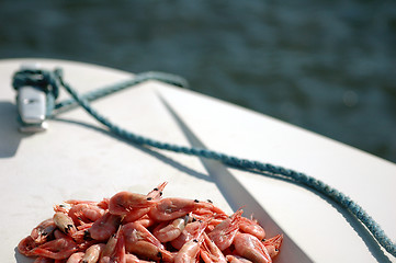 Image showing Shrimps on deck