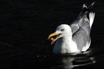 Image showing Eating seagull