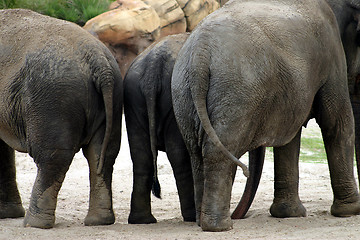 Image showing Three elephants standing together in their enclosure