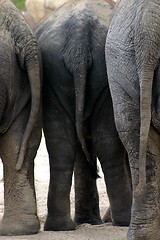 Image showing Three elephants standing together in their enclosure