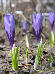 Image showing Crocus