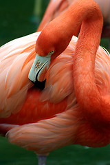 Image showing Pink flamingo grooming herself