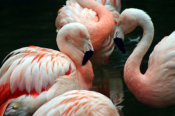 Image showing Pink and white flamingos grooming themselves