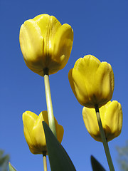 Image showing Yellow Tulips on blue-sky background