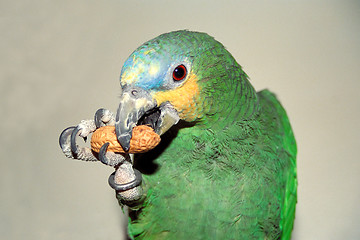 Image showing Orange-winged Amazon parrot eating a peanut