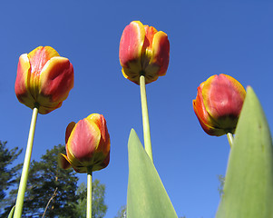 Image showing Red Tulips