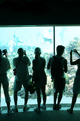 Image showing People photographing dolphins in an underwater viewing area