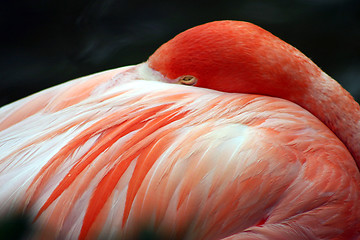 Image showing Pink Flamingo at Sea World, Orlando, Florida