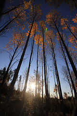 Image showing aspen forest