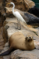 Image showing Sealion and white bird resting on the rocks