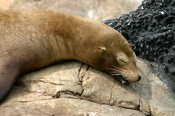 Image showing Sealion drooling and resting on the rocks