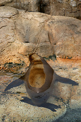 Image showing Sealion resting in the water on the rocks