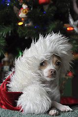 Image showing Christmas Chihuahua