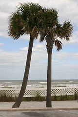 Image showing Two palm trees against surf and beach in Florida