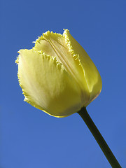 Image showing Yellow Tulip on blue-sky background