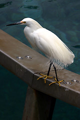 Image showing White bird standing on metal railing of pool