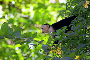 Image showing White faced Capuchin