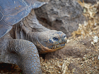 Image showing Galapagos tortoise