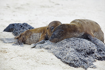 Image showing Sea lion colony