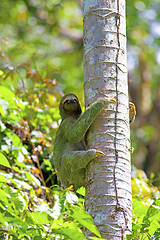 Image showing A Three-toed Sloth