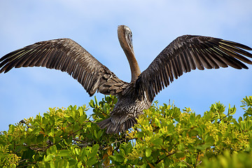 Image showing Pelican takeoff