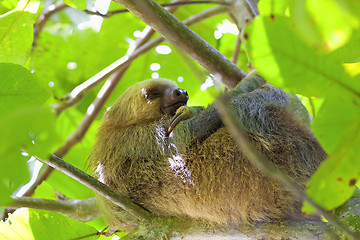 Image showing Three-toed Sloth