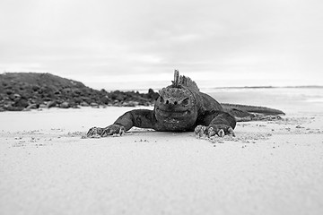 Image showing Galapagos marine Iguana