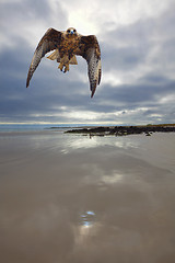 Image showing Galapagos Hawk