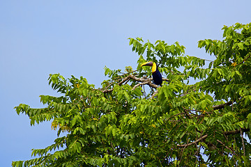 Image showing Toucan bird