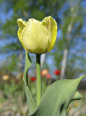 Image showing Yellow double tulip